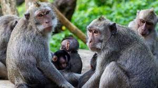 महाराष्ट्र के एक गांव में बंदरों के नाम है 32 एकड़ जमीन