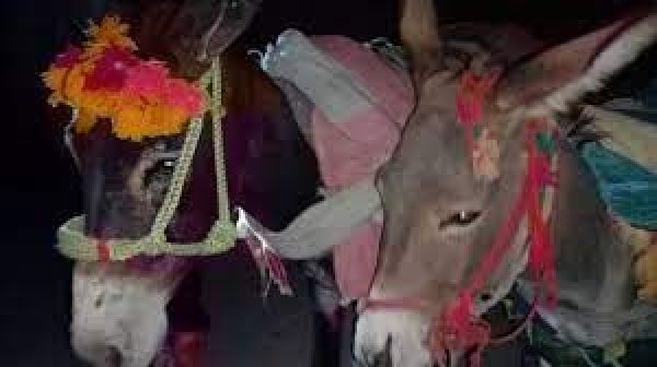 पाकिस्तान में लकड़ियों की तस्करी के मामले में ऐसे हुई गधों की पेशी