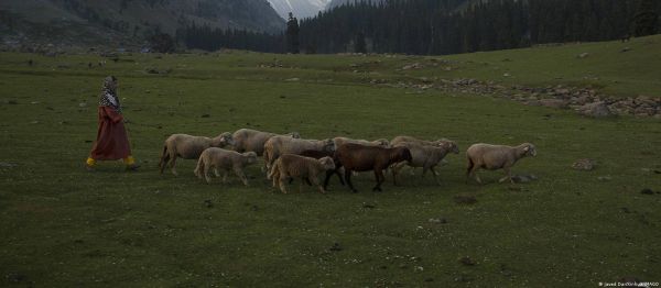 उग्र होता मौसम कहीं कश्मीर से बंजारा संस्कृति ना छीन ले