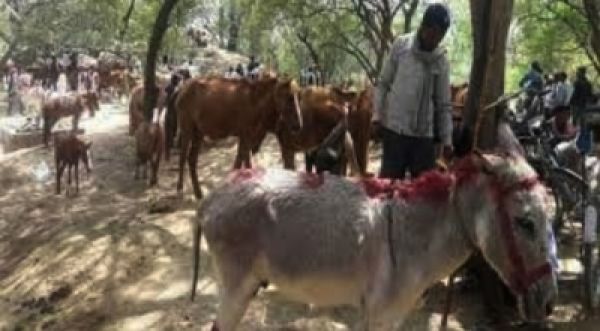 ​चित्रकूट में लगा गधों का अनोखा मेला