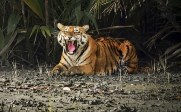 पर्यटकों के लिए 15 नवंबर से खुलेगा अमनगढ़ टाइगर रिजर्व