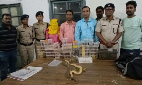 करोड़ों की कीमत वाले अजगर, सांप और गिरगिट के साथ ट्रेन में सफर करने वाली महिला टाटानगर में गिरफ्तार