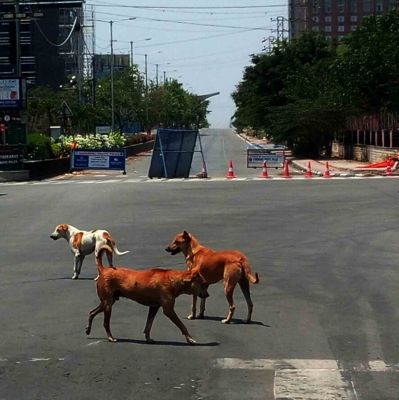 भोपाल में आवारा कुत्ते बने मुसीबत, बच्चे निशाने पर