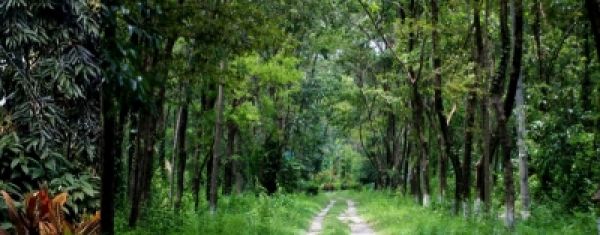 पूर्वोत्तर में सिकुड़ रहे वन, जलवायु परिवर्तन पर पड़ रहा असर