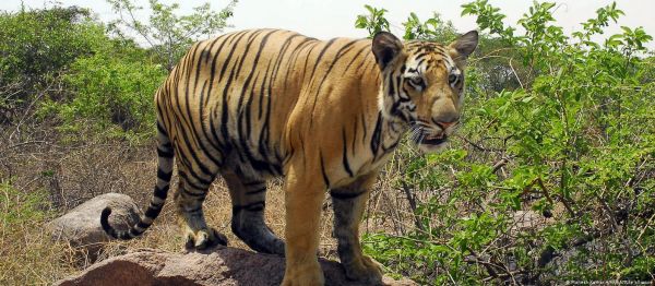 कॉर्बेट से भटकी बाघिन को बेहोश करने की जगह मार दिया गया