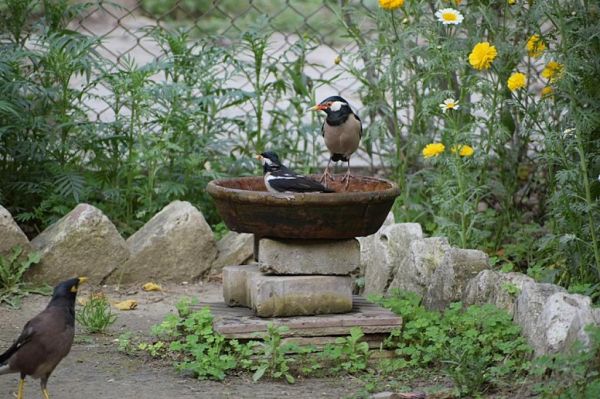 छत्तीसगढ़ का राज्य पक्षी पहाड़ी मैना का संरक्षण नहीं किया तो हो जाएगी विलुप्त
