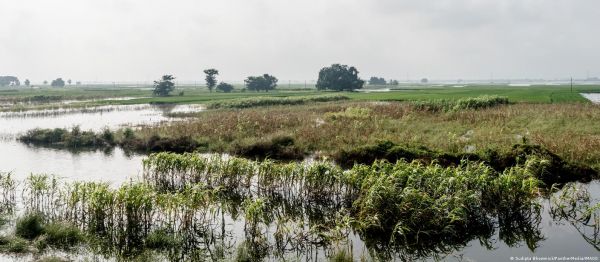 भारत देश की पहली देसी जीएम फसल के लिए तैयार