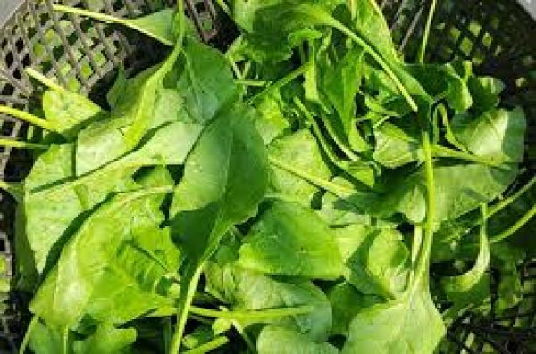 ऑस्ट्रेलिया में ज़हरीला पालक खाने से कई लोग पड़े बीमार