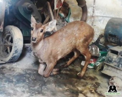 प्रयागराज में आवारा कुत्तों ने ले ली 21 हिरण व एक चिंकारा की जान