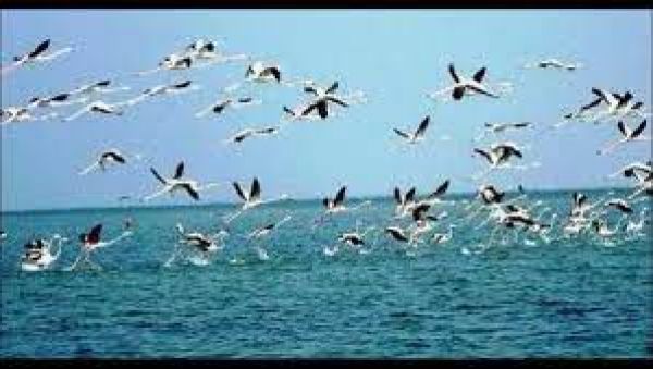 ओडिशा की चिल्का झील में इस सर्दियों में आए 10.93 लाख प्रवासी पक्षी