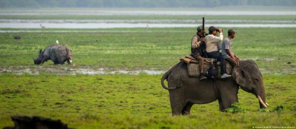 असम में एक सींग वाले गैंडों का शिकार रोकने में कामयाबी