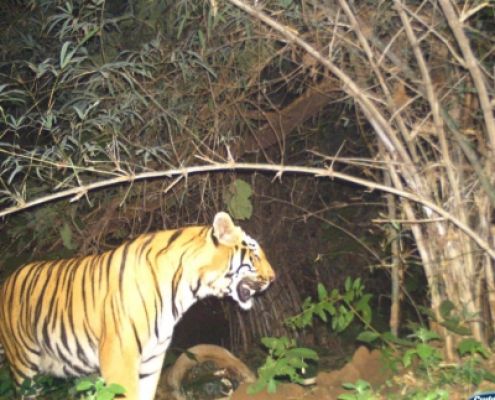 यूपी के पीलीभीत में बाघ ने एक शख्स को मार डाला