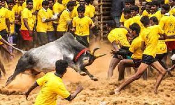तमिलनाडु के अलंगनल्लुर में जल्लीकट्टू का खेल शुरू