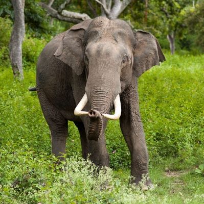 केरल वन विभाग ने बिगड़ैल हाथी को किया ट्रैंकुलाइज