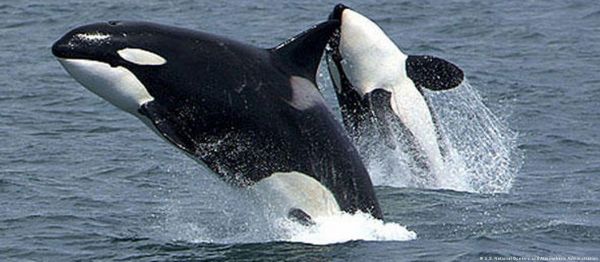 बेटों के लिए बड़े बलिदान करती हैं किलर व्हेल मछलियां