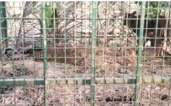 कर्नाटक में वन अधिकारियों ने पकड़े दो तेंदुए
