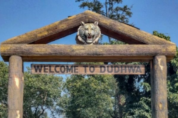 दुधवा रिजर्व में बाघ के हमले में किशोरी की मौत