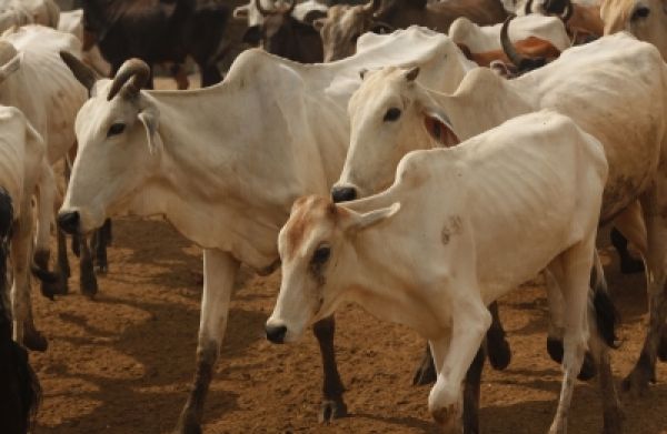 मप्र में गौ-वंश की दुर्दशा बन रही है सियासी मुददा