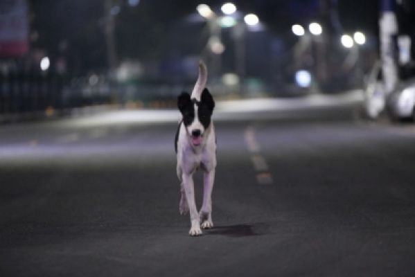 नसबंदी, टीकाकरण, देखभाल से खत्म होगा आवारा कुत्तों का आतंक 