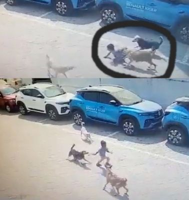 बच्चे की दर्दनाक मौत ने अधिकारियों को आवारा कुत्तों के खिलाफ कार्रवाई को किया प्रेरित