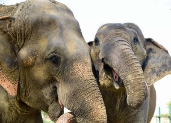 तंजानिया के रूआहा नेशनल पार्क में 14 महीने में 6 हाथियों की हत्या