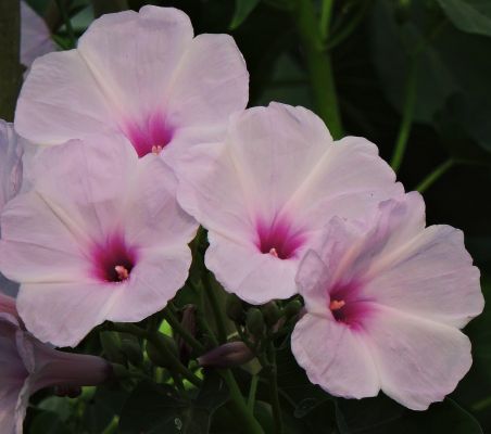 बेहया के फूल