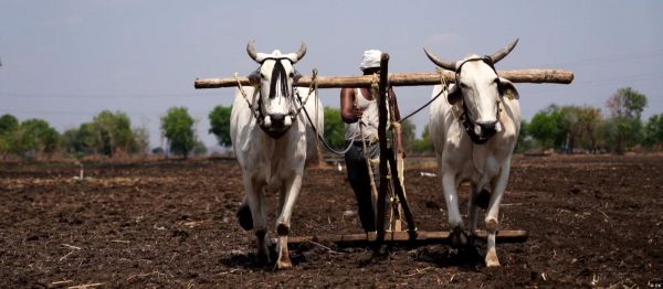 महाराष्ट्र में हजारों किसान निकले पदयात्रा पर