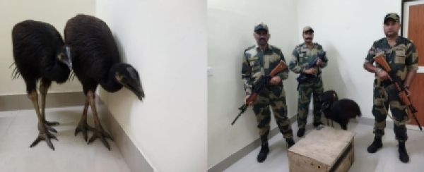 बीएसएफ ने भारत-बांग्लादेश सीमा से दुर्लभ पक्षियों को तस्करों से छुड़ाया