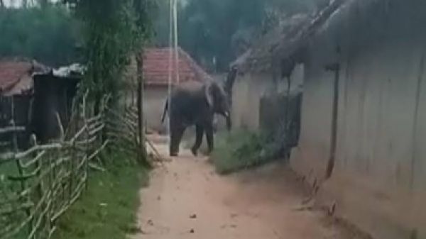 झारखंड में 5 साल में 462 लोगों की मौत के बाद उठी हाथी कॉरिडोर की मांग