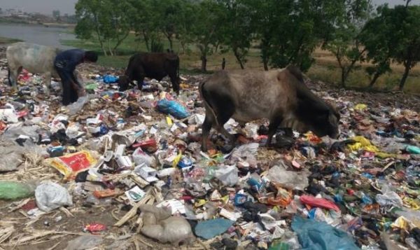 समुद्री जीवों के लिए काल बना रहा प्लास्टिक का कचरा, पक्षियों में पनप रही बीमारी
