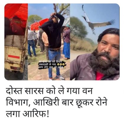 सारस और आरिफ की प्रेम कथा में फारेस्ट विभाग ने भांजी मार दी..