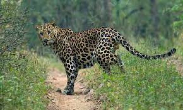 महाराष्ट्र के चंद्रपुर जिले में तेंदुए के हमले में बच्चे की मौत