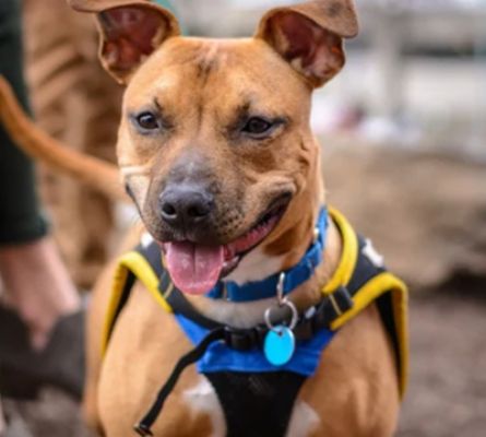 पिटबुल के हमले में दो नाबालिग भाई लहूलुहान