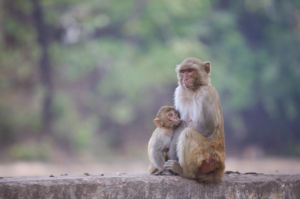 चीन को एक लाख बंदर क्यों भेज रहा है श्रीलंका?