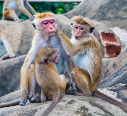 श्रीलंका के साथ चीन कर रहा बंदरों का व्यापार
