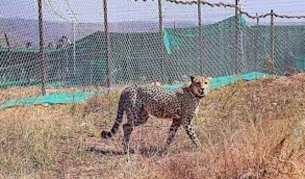 मप्र : कुनो नेशनल पार्क में दो महीने पृथकवास में रहने के बाद बड़े बाड़ों में छोड़े गए 12 चीते
