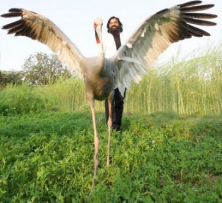 अभयारण्य में नहीं छोड़ा जाएगा आरिफ का दोस्त सारस