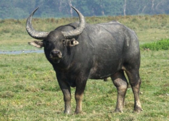 केरल में जंगली भैंसों के हमले में दो की मौत