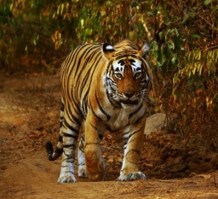 बिहार: जंगल से भटककर घर में घुसा बाघ, वनकर्मियों की टीम ने किया रेस्क्यू