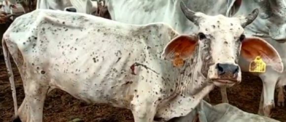 उत्तराखंड में तेजी से बढ़ रहा लंपी वायरस, 180 मवेशियों की मौत