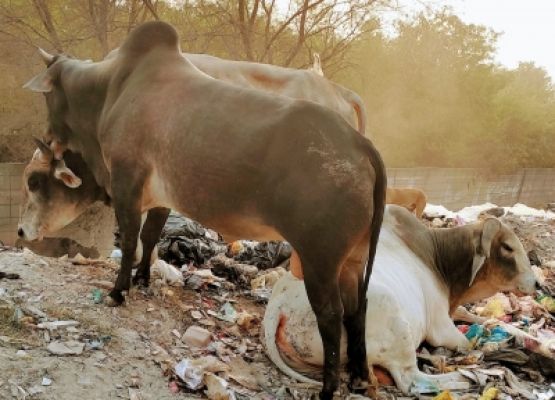 यूपी में सांड के हमले में सेना के जवान की मौत
