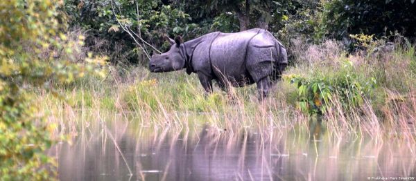 असम : पेड़ लगाने पर 100 रुपये, तीन साल देखभाल पर 1,000 रुपये