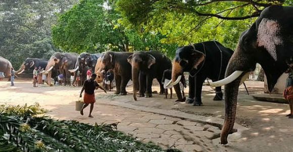गुरुवयूर मंदिर के 41 हाथियों की आज से एक माह तक चलेेगी विशेष थेरेपी