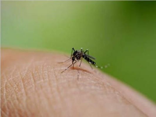 बांग्लादेश में एक दिन में डेंगू के सबसे ज्यादा मामले सामने आए