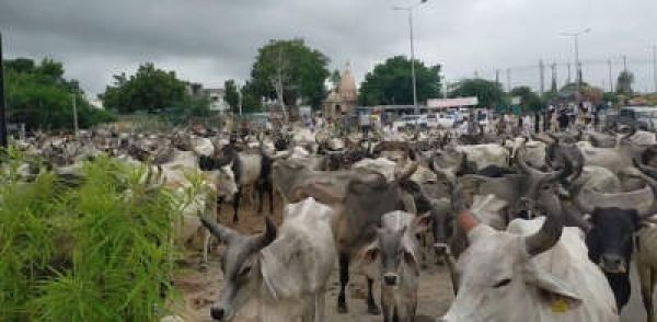 गाय का अवैध परिवहन: कर्नाटक में भाजपा कार्यकर्ताओं सहित चार गिरफ्तार