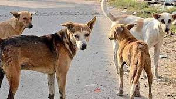 महाराष्ट्र : कुत्ते को मारने से रोकने पर चार लोगों ने सुरक्षाकर्मी को पीटा