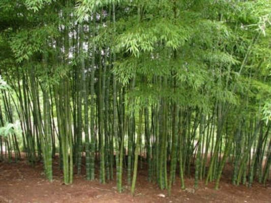 किसानों और शिल्पियों की समृद्धि का जरिया बन रहा बांस