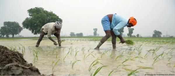 औसत बारिश के बावजूद भारत के किसान क्यों है परेशान
