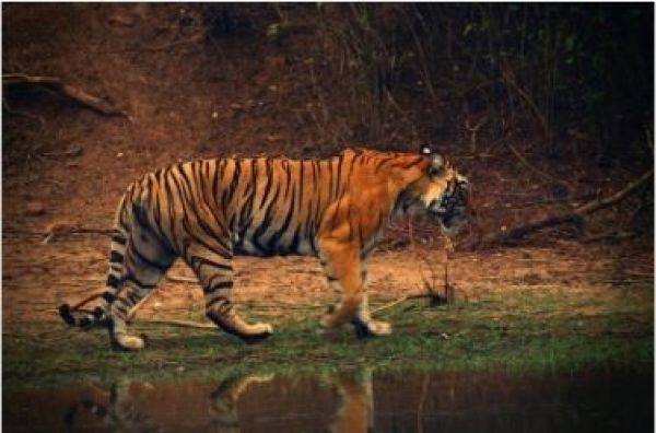 तमिलनाडु में सोलह वर्षों में बाघों की आबादी में चार गुना वृद्धि