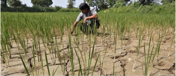 चावल निर्यात बैन का किसानों पर क्या होगा असर?